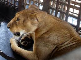 Lion Tragic